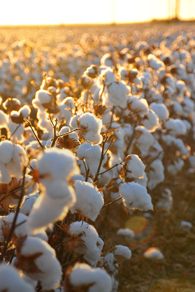 8Y8 organic cotton